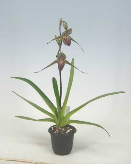 �ڲ֤ʤ����� �ѥե����ڥǥ���� �������㥤��ǥ����ʥ� Paph.rothschildianum ���� 5��ȭ 30cm ���֥�����(BS)