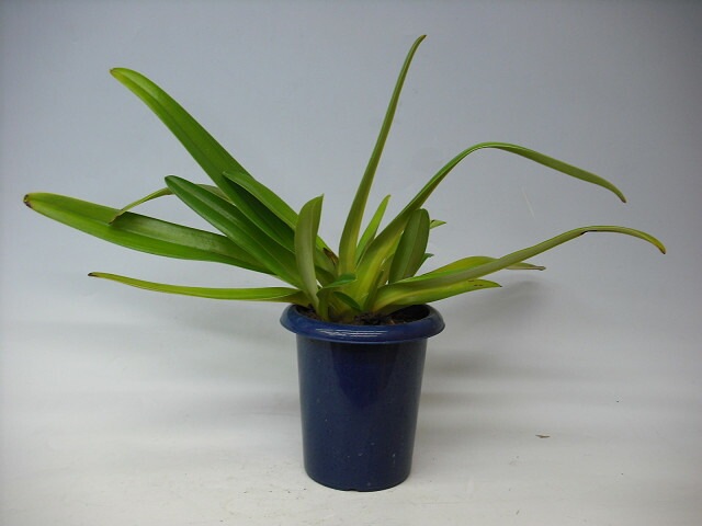 �ڲ֤ʤ����� �ѥե����ڥǥ���� �������㥤��ǥ����ʥ� Paph.rothschildianum ���� 5��ȭ 30cm ���֥�����(BS)