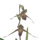 �ڲ֤ʤ����� �ѥե����ڥǥ���� �������㥤��ǥ����ʥ� Paph.rothschildianum ���� 5��ȭ 30cm ���֥�����(BS)