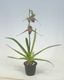 �ڲ֤ʤ����� �ѥե����ڥǥ���� �������㥤��ǥ����ʥ� Paph.rothschildianum ���� 5��ȭ 30cm ���֥�����(BS)