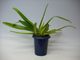 �ڲ֤ʤ����� �ѥե����ڥǥ���� �������㥤��ǥ����ʥ� Paph.rothschildianum ���� 5��ȭ 30cm ���֥�����(BS)