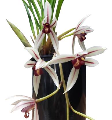 �ڲ֤ʤ����� ����ӥ��塼�� �������ʥ� Cym.dayanum ���� ˧�ᤢ�� 3��ȭ 25cm ���֥�����(BS)