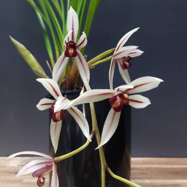 �ڲ֤ʤ����� ����ӥ��塼�� �������ʥ� Cym.dayanum ���� ˧�ᤢ�� 3��ȭ 25cm ���֥�����(BS)