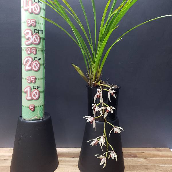 �ڲ֤ʤ����� ����ӥ��塼�� �������ʥ� Cym.dayanum ���� ˧�ᤢ�� 3��ȭ 25cm ���֥�����(BS)