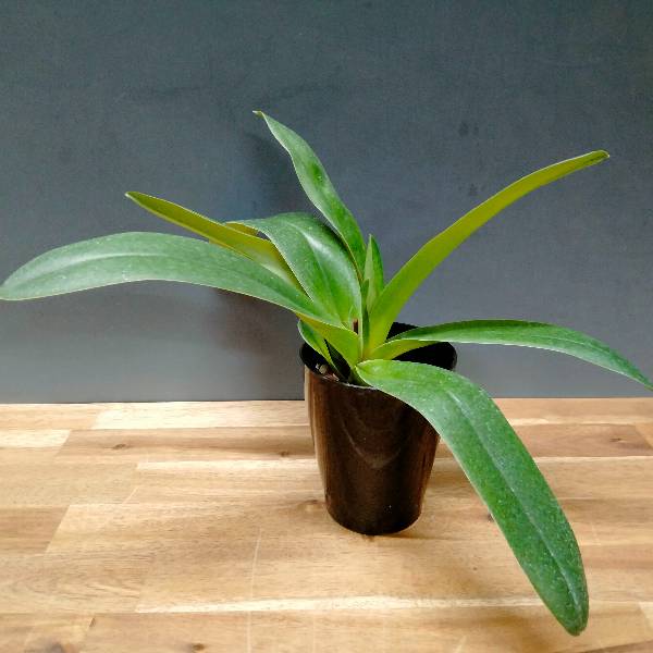 �ڲ֤ʤ����� �ѥե����ڥǥ���� �ߥ顼���ɡ����� Paph.Miller's Daughter ���ۼ� 3��ȭ 20cm ���֥�����(BS)