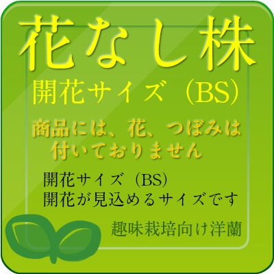 �ڲ֤ʤ����� �ѥե����ڥǥ���� �ߥ顼���ɡ����� Paph.Miller's Daughter ���ۼ� 3��ȭ 20cm ���֥�����(BS)