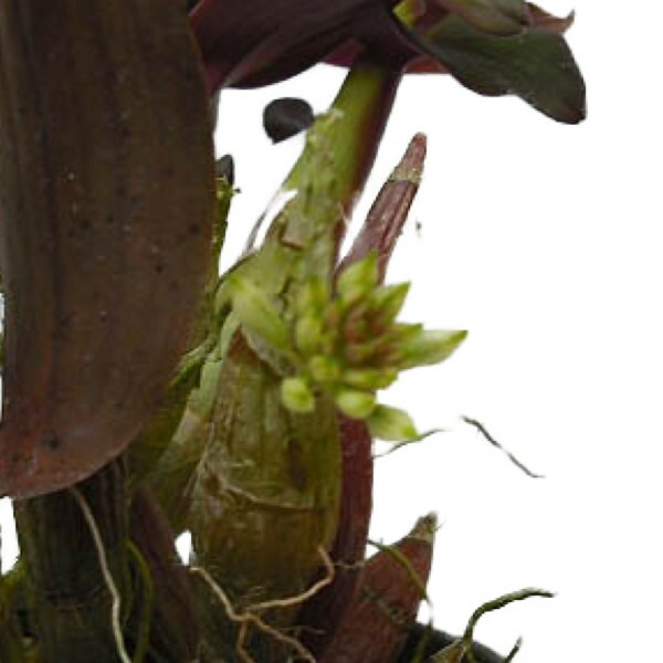 �ڲ֤ʤ����� �ǥ�ɥ��ӥ塼�� ���ե��������å��� Den.ophioglossum (=capituliflorum) ���� 3��ȭ 15cm ���֥�����(BS)