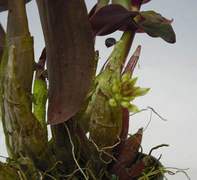 �ڲ֤ʤ����� �ǥ�ɥ��ӥ塼�� ���ե��������å��� Den.ophioglossum (=capituliflorum) ���� 3��ȭ 15cm ���֥�����(BS)
