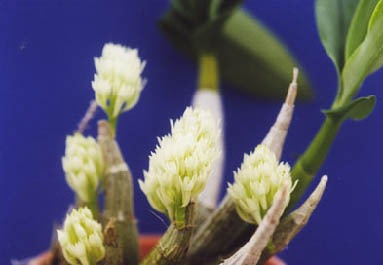 �ڲ֤ʤ����� �ǥ�ɥ��ӥ塼�� ���ե��������å��� Den.ophioglossum (=capituliflorum) ���� 3��ȭ 15cm ���֥�����(BS)