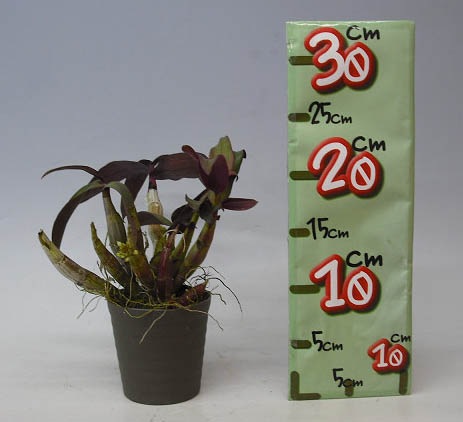 �ڲ֤ʤ����� �ǥ�ɥ��ӥ塼�� ���ե��������å��� Den.ophioglossum (=capituliflorum) ���� 3��ȭ 15cm ���֥�����(BS)