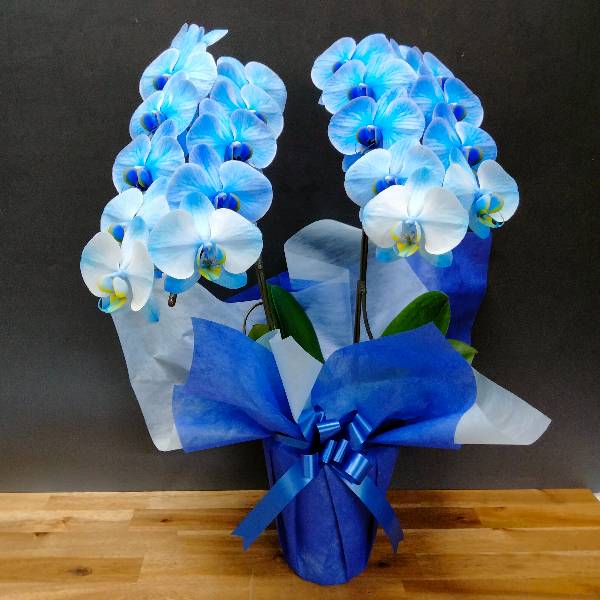 ��ĳ�� �ߥǥ� �֥롼���쥬�� �� 2��Ω�� 18�ذʾ�