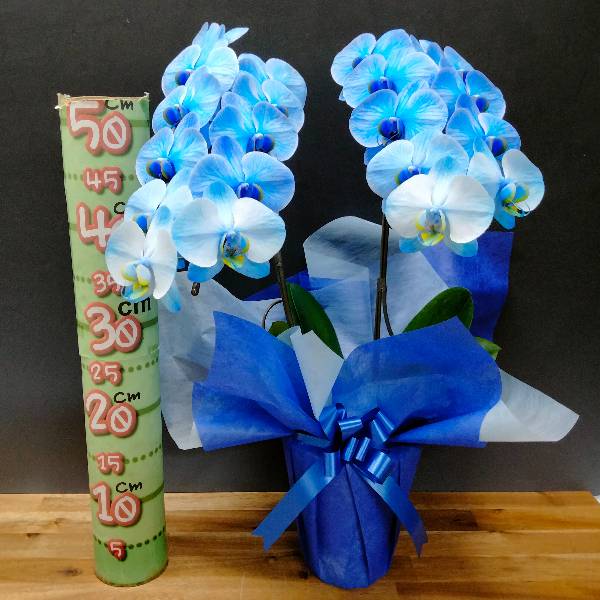 ��ĳ�� �ߥǥ� �֥롼���쥬�� �� 2��Ω�� 18�ذʾ�