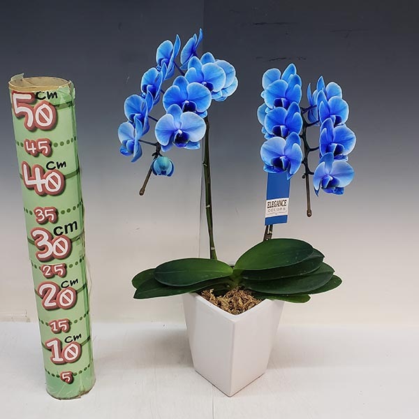 ��ĳ�� �ߥǥ� �֥롼���쥬�� �� 2��Ω�� 18�ذʾ�