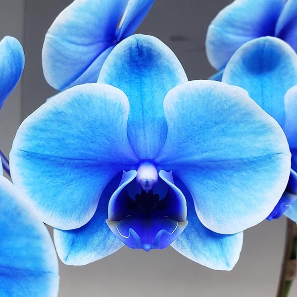 ��ĳ�� �ߥǥ� �֥롼���쥬�� �� 2��Ω�� 18�ذʾ�