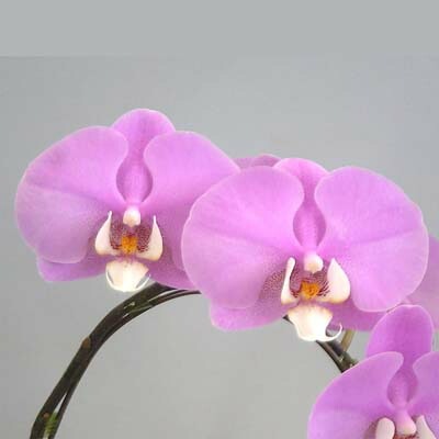 �ڲ��դ����� �ե���Υץ��� �ޥ�֥ޥɥ�� �ƥ���ȥ쥢�ۥΥ��� Phal.Malibu Madonna ��Centlair Honoka�� ���ۼ� 3��ȭ 50cm ���֥�����(BS)