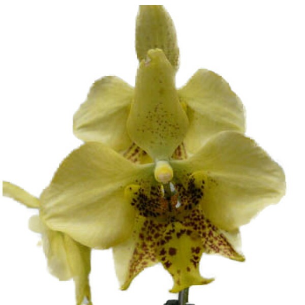 �ڲ֤ʤ����� �ե���Υץ��� ���ƥ奢�������� �Υӥꥹ Phal.stuartiana var. nobilis ���� 2.5��ȭ 15cm ���֥�����(BS)