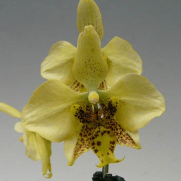 �ڲ֤ʤ����� �ե���Υץ��� ���ƥ奢�������� �Υӥꥹ Phal.stuartiana var. nobilis ���� 2.5��ȭ 15cm ���֥�����(BS)