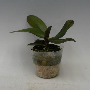 �ڲ֤ʤ����� �ե���Υץ��� ���ƥ奢�������� �Υӥꥹ Phal.stuartiana var. nobilis ���� 2.5��ȭ 15cm ���֥�����(BS)