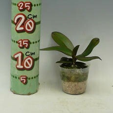 �ڲ֤ʤ����� �ե���Υץ��� ���ƥ奢�������� �Υӥꥹ Phal.stuartiana var. nobilis ���� 2.5��ȭ 15cm ���֥�����(BS)
