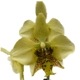 �ڲ֤ʤ����� �ե���Υץ��� ���ƥ奢�������� �Υӥꥹ Phal.stuartiana var. nobilis ���� 2.5��ȭ 15cm ���֥�����(BS)