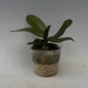 �ڲ֤ʤ����� �ե���Υץ��� ���ƥ奢�������� �Υӥꥹ Phal.stuartiana var. nobilis ���� 2.5��ȭ 15cm ���֥�����(BS)