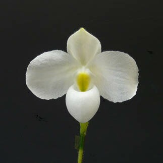 �ڲ֤ʤ����� �ѥե����ڥǥ���� �ǥ�ʥƥ��� ����Х� Paph.delenatii var. album ���� ˧�ᤢ�� 2.5��ȭ 30cm ���֥�����(BS)