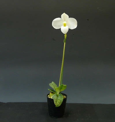 �ڲ֤ʤ����� �ѥե����ڥǥ���� �ǥ�ʥƥ��� ����Х� Paph.delenatii var. album ���� ˧�ᤢ�� 2.5��ȭ 30cm ���֥�����(BS)
