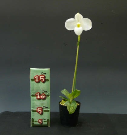 �ڲ֤ʤ����� �ѥե����ڥǥ���� �ǥ�ʥƥ��� ����Х� Paph.delenatii var. album ���� ˧�ᤢ�� 2.5��ȭ 30cm ���֥�����(BS)