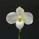 �ڲ֤ʤ����� �ѥե����ڥǥ���� �ǥ�ʥƥ��� ����Х� Paph.delenatii var. album ���� ˧�ᤢ�� 2.5��ȭ 30cm ���֥�����(BS)