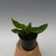 �ڲ֤ʤ����� �ѥե����ڥǥ���� �ǥ�ʥƥ��� ����Х� Paph.delenatii var. album ���� ˧�ᤢ�� 2.5��ȭ 30cm ���֥�����(BS)