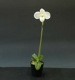 �ڲ֤ʤ����� �ѥե����ڥǥ���� �ǥ�ʥƥ��� ����Х� Paph.delenatii var. album ���� ˧�ᤢ�� 2.5��ȭ 30cm ���֥�����(BS)