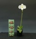 �ڲ֤ʤ����� �ѥե����ڥǥ���� �ǥ�ʥƥ��� ����Х� Paph.delenatii var. album ���� ˧�ᤢ�� 2.5��ȭ 30cm ���֥�����(BS)