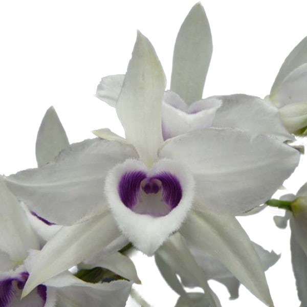 �ڲ֤ʤ����� �ǥ�ɥ��ӥ塼�� ���Υ��ޥ� ����쥢 Den.anosumum fma. coeruolea ���� ˧�ᤢ�� 3��ȭ 30cm ���֥�����(BS)