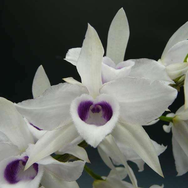 �ڲ֤ʤ����� �ǥ�ɥ��ӥ塼�� ���Υ��ޥ� ����쥢 Den.anosumum fma. coeruolea ���� ˧�ᤢ�� 3��ȭ 30cm ���֥�����(BS)