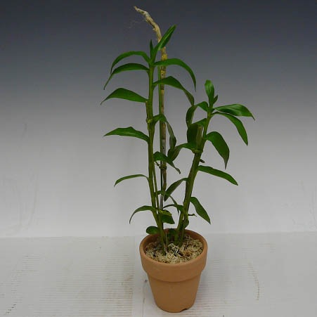 �ڲ֤ʤ����� �ǥ�ɥ��ӥ塼�� ���Υ��ޥ� ����쥢 Den.anosumum fma. coeruolea ���� ˧�ᤢ�� 3��ȭ 30cm ���֥�����(BS)