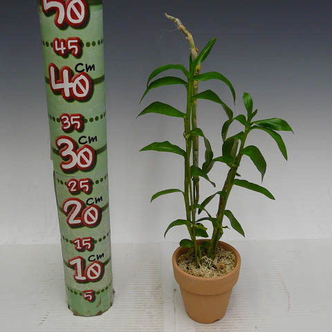 �ڲ֤ʤ����� �ǥ�ɥ��ӥ塼�� ���Υ��ޥ� ����쥢 Den.anosumum fma. coeruolea ���� ˧�ᤢ�� 3��ȭ 30cm ���֥�����(BS)