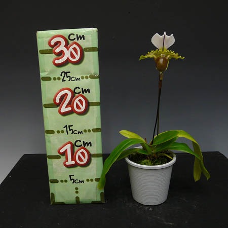 �ڲ֤ʤ����� �ѥե����ڥǥ���� ���ԥ��ꥢ�ʥ� Paph.spicerianum ���� 3��ȭ 20cm ���֥�����(BS)