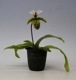 �ڲ֤ʤ����� �ѥե����ڥǥ���� ���ԥ��ꥢ�ʥ� Paph.spicerianum ���� 3��ȭ 20cm ���֥�����(BS)