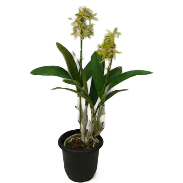 �ڲ֤ʤ����� ���ԥ��ȥ쥢 ���硼���� �ƥϥåԡ��ե�����ɡ� Epc.Kyoguchi ��Happy Field�� ���ۼ� ˧�ᤢ�� 3��ȭ 30cm ���֥�����(BS)