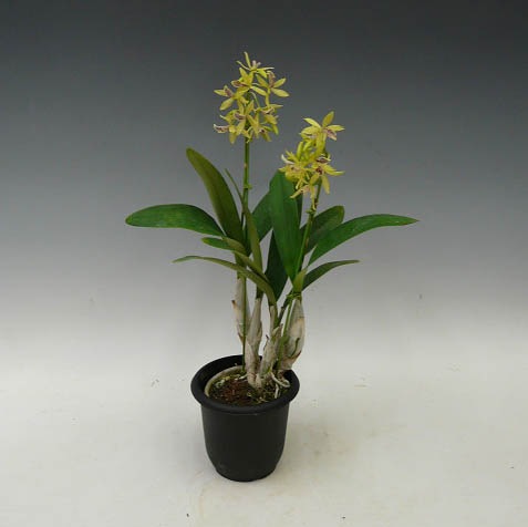 �ڲ֤ʤ����� ���ԥ��ȥ쥢 ���硼���� �ƥϥåԡ��ե�����ɡ� Epc.Kyoguchi ��Happy Field�� ���ۼ� ˧�ᤢ�� 3��ȭ 30cm ���֥�����(BS)