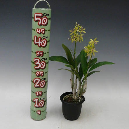 �ڲ֤ʤ����� ���ԥ��ȥ쥢 ���硼���� �ƥϥåԡ��ե�����ɡ� Epc.Kyoguchi ��Happy Field�� ���ۼ� ˧�ᤢ�� 3��ȭ 30cm ���֥�����(BS)