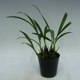 �ڲ֤ʤ����� �ޥ�����ꥢ ����󥱥��� Max.schunkeana ���� 2.5��ȭ 20cm ���֥�����(BS)