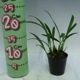 �ڲ֤ʤ����� �ޥ�����ꥢ ����󥱥��� Max.schunkeana ���� 2.5��ȭ 20cm ���֥�����(BS)