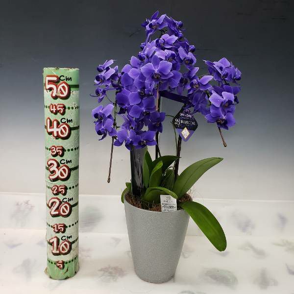 �������Ȥߴ����֥롼�θ�ĳ�� �ե���Υץ��� �ƥ֥롼������� 3��Ω�� Phal. ��BlueGene��