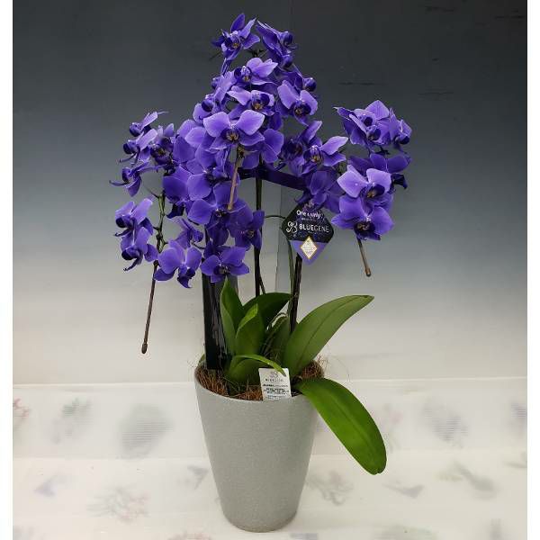 �������Ȥߴ����֥롼�θ�ĳ�� �ե���Υץ��� �ƥ֥롼������� 3��Ω�� Phal. ��BlueGene��