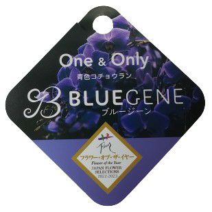 �������Ȥߴ����֥롼�θ�ĳ�� �ե���Υץ��� �ƥ֥롼������� 3��Ω�� Phal. ��BlueGene��