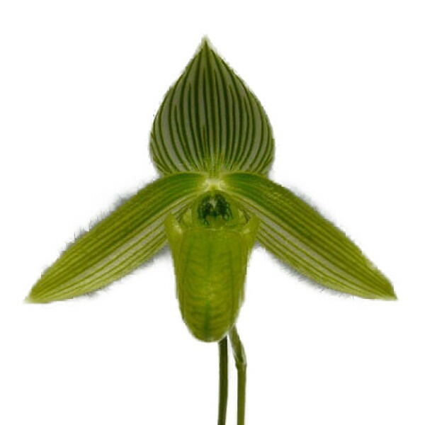 �ڲ֤ʤ����� �ѥե����ڥǥ���� ��ǥ��� ����Х� Paph.wardii var. album ���� 3��ȭ 20cm ���֥�����(BS)