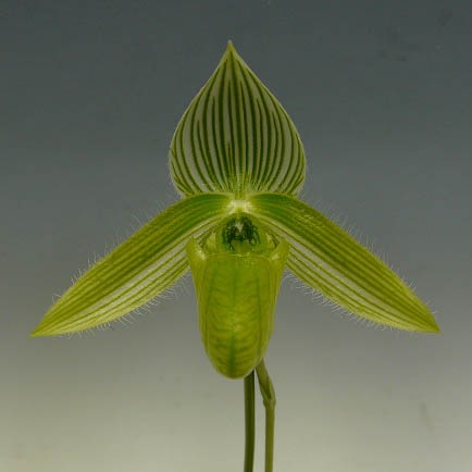 �ڲ֤ʤ����� �ѥե����ڥǥ���� ��ǥ��� ����Х� Paph.wardii var. album ���� 3��ȭ 20cm ���֥�����(BS)
