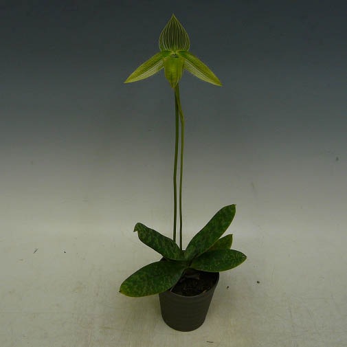 �ڲ֤ʤ����� �ѥե����ڥǥ���� ��ǥ��� ����Х� Paph.wardii var. album ���� 3��ȭ 20cm ���֥�����(BS)