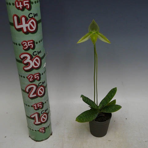 �ڲ֤ʤ����� �ѥե����ڥǥ���� ��ǥ��� ����Х� Paph.wardii var. album ���� 3��ȭ 20cm ���֥�����(BS)